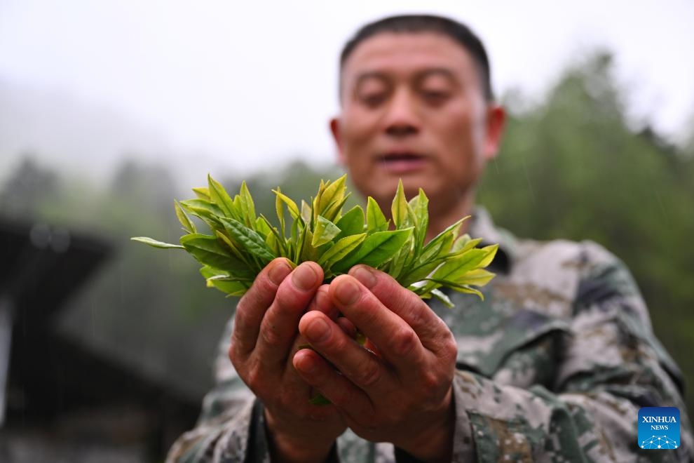 Luo Xianhua shows tea leaves freshly picked from his tea garden in the Wuyishan National Park in southeast China's Fujian Province, on May 7, 2026. Tea farmer Luo Xianhua from Tongmu, a village nestled deep within the Wuyishan National Park, also serves as a forest ranger for at least 15 days every month. (Photo: Xinhua)