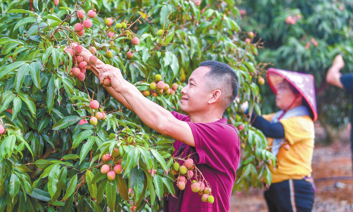 Farmers harvest lychees at a plantation in Sanmenpo town, Haikou, South China's Hainan Province, on April 28, 2026. Photo: VCG