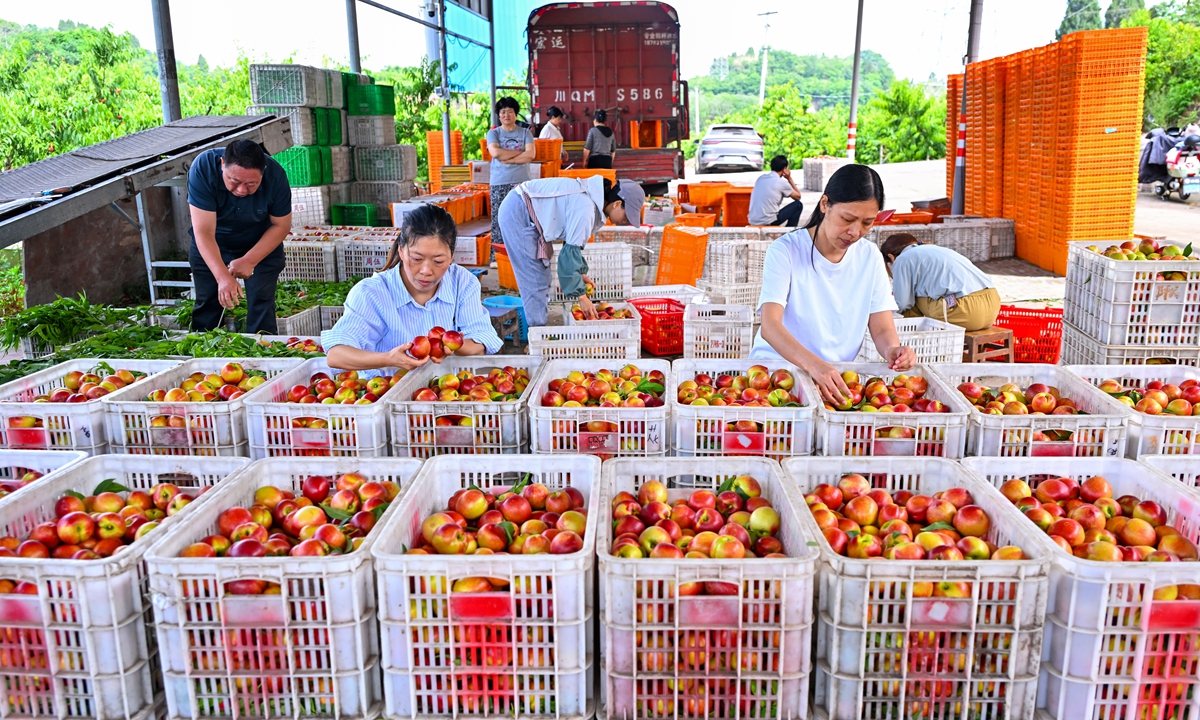 Villagers pick and sort nectarines at a community in Shijian town, Meishan, Southwest China's Sichuan Province, on May 19, 2026. In recent years, the local community has promoted large-scale and standardized nectarine cultivation through a 