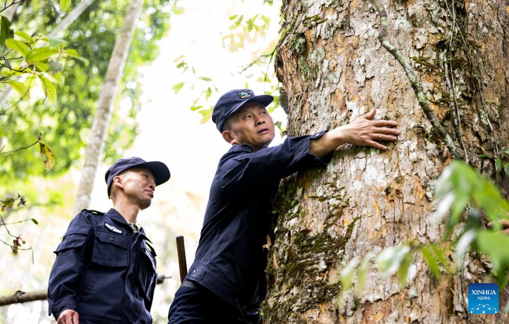 Luo Xianhua (R) and his colleague check an old tree while patrolling the Wuyishan National Park in southeast China's Fujian Province, on May 8, 2026. Tea farmer Luo Xianhua from Tongmu, a village nestled deep within the Wuyishan National Park, also serves as a forest ranger for at least 15 days every month. (Photo: Xinhua)