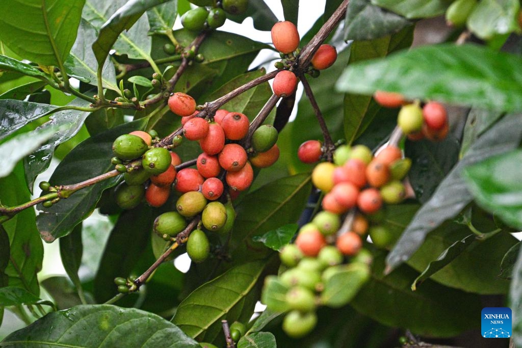 This photo taken on May 15, 2026 shows coffee beans grown in Paicheng Village, Wenchang, south China's Hainan Province. Coffee-making is a distinctive pillar industry in Paicheng Village. Wenchang in south China's Hainan is a renowned hometown of overseas Chinese, where cultures brought back by overseas Chinese from Southeast Asia have merged with the indigenous ones to form some very interesting customs in diet and entertainment. (Photo: Xinhua)
