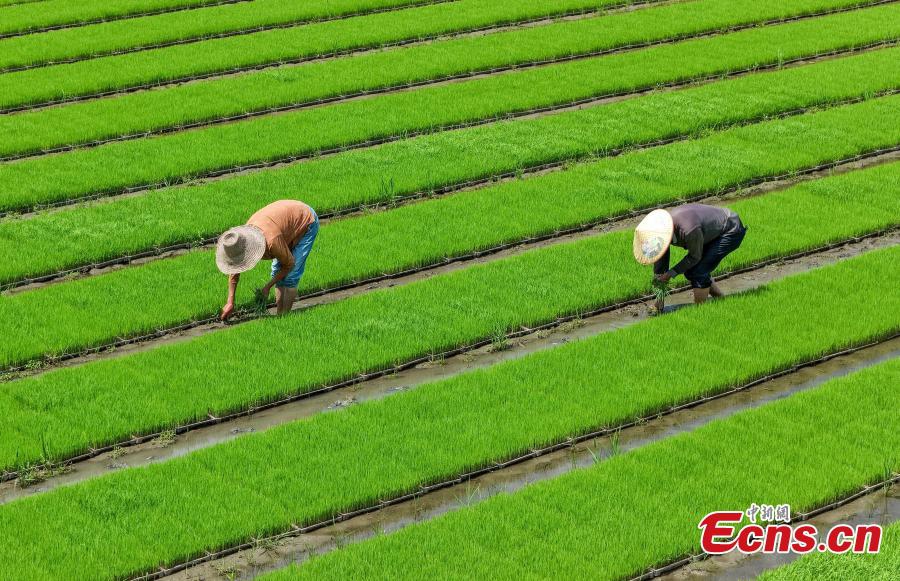Villagers carry out field management work in rice paddies at a farm in Xiuning County, Huangshan City, Anhui Province, May 18, 2026. (Photos: China News Service)