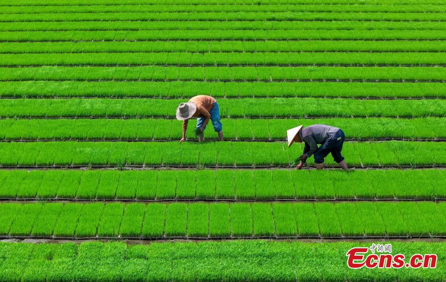 Villagers carry out field management work in rice paddies at a farm in Xiuning County, Huangshan City, Anhui Province, May 18, 2026. (Photos: China News Service)