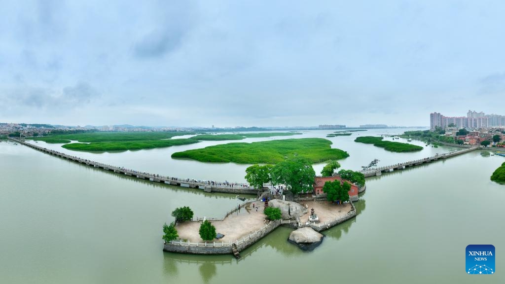 An aerial drone photo shows mangrove forests and Luoyang Bridge in Quanzhou City, southeast China's Fujian Province, May 15, 2026. (Photo: Xinhua)