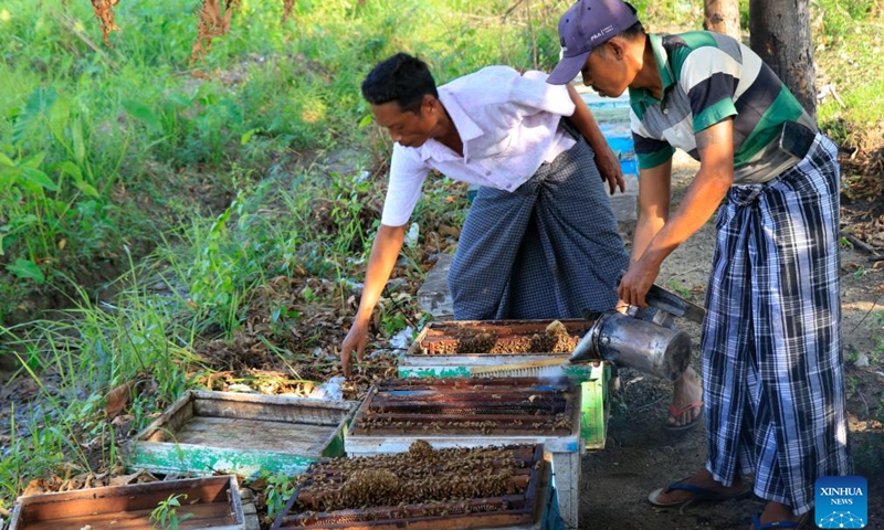 Beekeepers work at a farm in Sintgaing township, Mandalay region, Myanmar, May 19, 2026. (Photo: Xinhua)