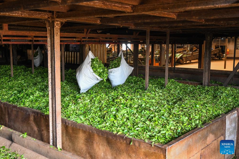This photo taken on May 17, 2026 shows harvested tea leaves undergoing a withering process at a tea factory in Djuttitsa, West Region of Cameroon. Located near the city of Dschang, the Djuttitsa tea plantation, at an altitude of nearly 1,800 meters, covers 1,660 hectares. International Tea Day is observed on May 21 annually. (Photo: Xinhua)