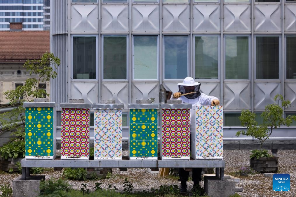 A beekeeper inspects the hive on top of the OTP Bank building in Ljubljana, Slovenia, May 20, 2026. World Bee Day, which is observed on May 20 annually, was declared by the UN General Assembly in 2017. As one of the initiative countries behind the event, Slovenia regards beekeeping as an important agricultural activity with a long-standing tradition. (Photo: Xinhua)
