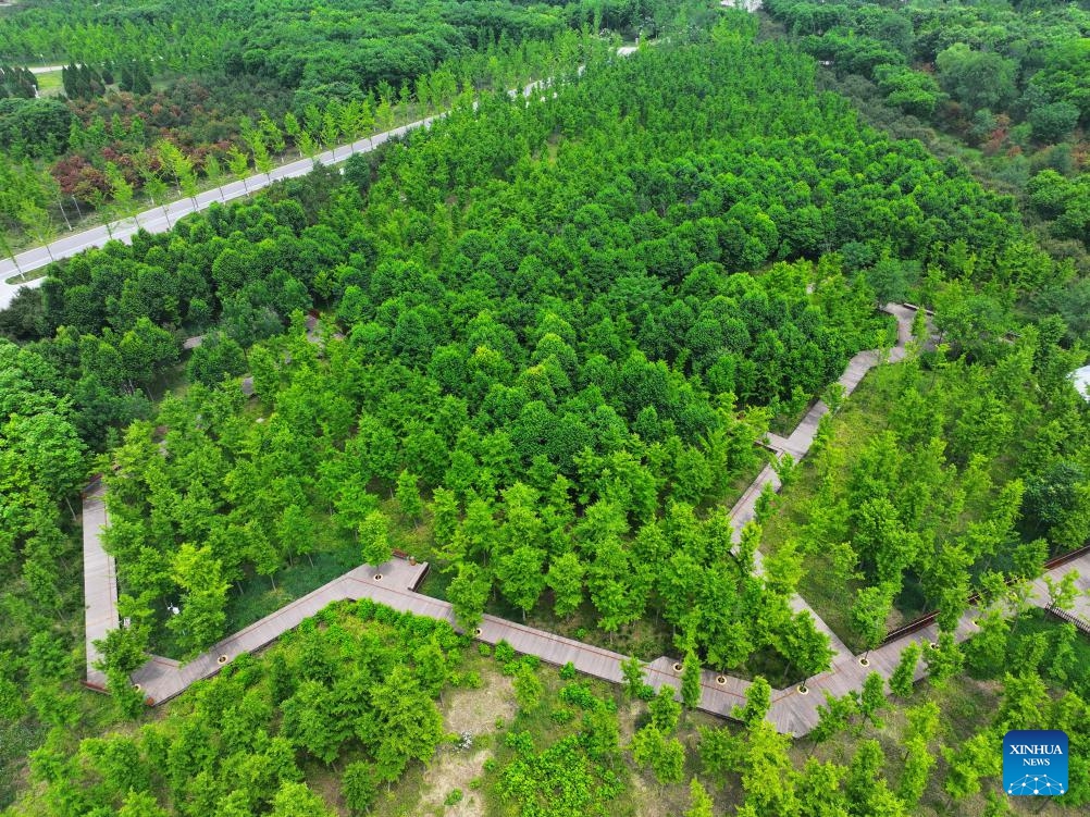 An aerial drone photo taken on May 19, 2026 shows a forest in Xiong'an New Area, north China's Hebei Province. Since Xiong'an New Area started an afforestation project in 2017, an area of 483,000 mu (32,200 hectares) has been newly planted, with the total green area reaching 743,000 mu (about 49,533.33 hectares) and forest coverage increasing from 11 to 35.1 percent. (Photo: Xinhua)