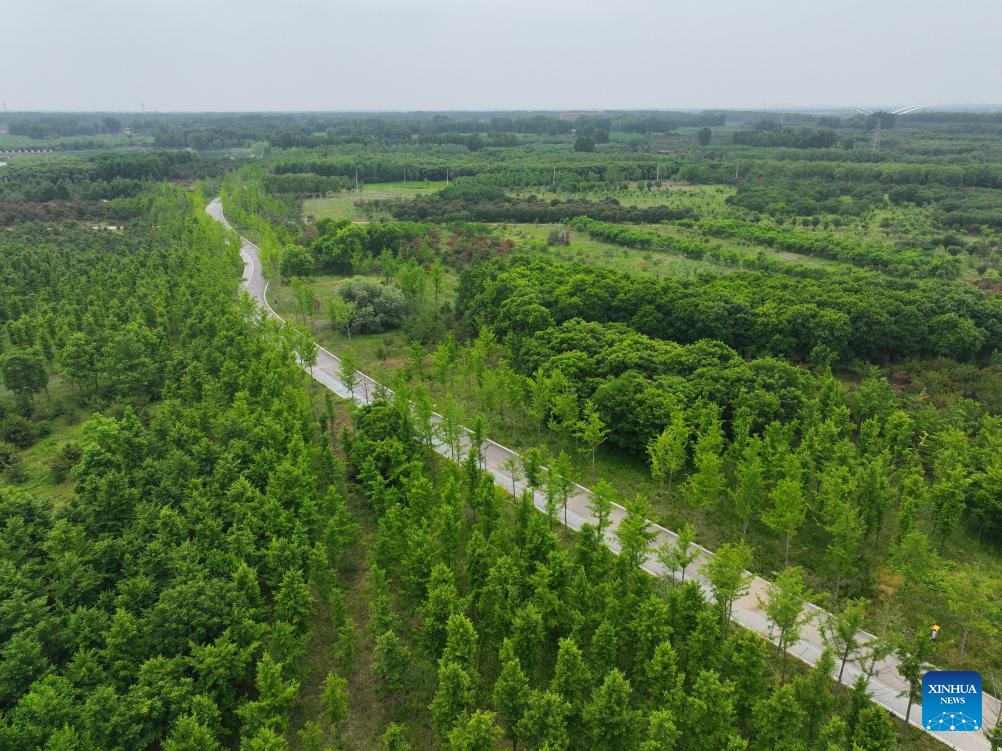 An aerial drone photo taken on May 19, 2026 shows a forest in Xiong'an New Area, north China's Hebei Province. Since Xiong'an New Area started an afforestation project in 2017, an area of 483,000 mu (32,200 hectares) has been newly planted, with the total green area reaching 743,000 mu (about 49,533.33 hectares) and forest coverage increasing from 11 to 35.1 percent. (Photo: Xinhua)