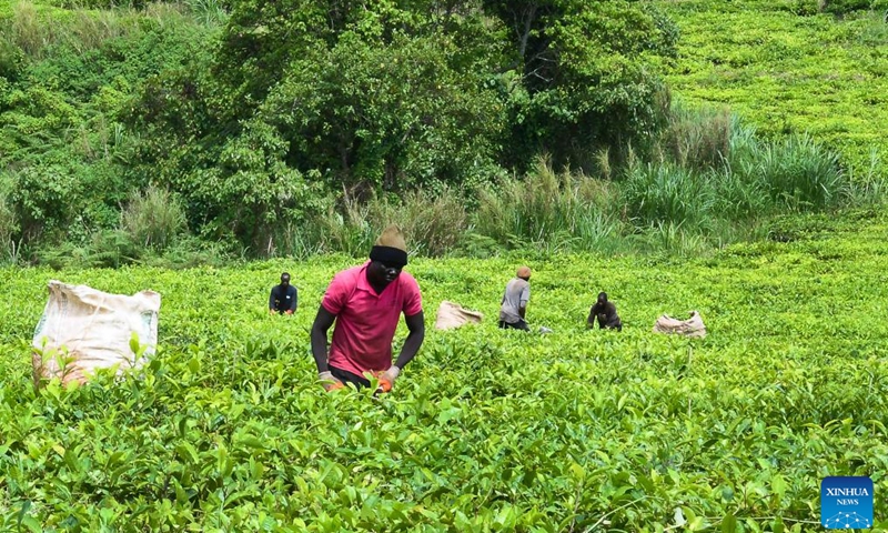 Workers harvest tea leaves at the Djuttitsa tea plantation in Djuttitsa, West Region of Cameroon, May 17, 2026. Located near the city of Dschang, the Djuttitsa tea plantation, at an altitude of nearly 1,800 meters, covers 1,660 hectares. International Tea Day is observed on May 21 annually. (Photo: Xinhua)