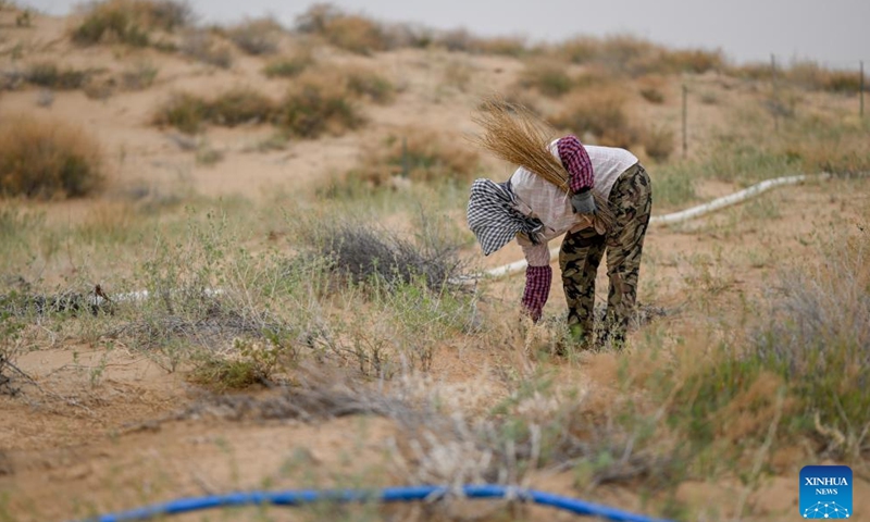 A worker plants saxaul seedlings in Ulan Buh Desert in Dengkou County of Bayannur, north China's Inner Mongolia Autonomous Region, May 19, 2026. Workers here are busy with the planting and irrigation of saxaul plants as part of the sand control efforts. In recent years, Dengkou County has effectively promoted the ecological management of Ulan Buh Desert by building windbreak and sand-fixing forest belts, promoting afforestation techniques, and planting drought-tolerant and sand-fixing plants. (Photo: Xinhua)