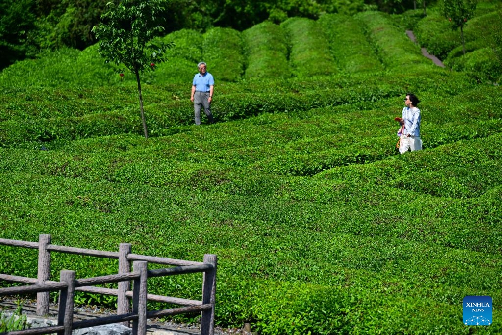 Tourists enjoy themselves in a tea garden in Luxi Village of Jingde County, Xuancheng City, east China's Anhui Province, May 16, 2026. In recent years, Luxi Village has been continuously optimizing the management of the tea gardens and exploring the integration of tea cultivation with tourism. Around the tea gardens, supporting facilities such as walking trails and tea rooms have been constructed while other cultural and tourism products are still being enriched. (Photo: Xinhua)