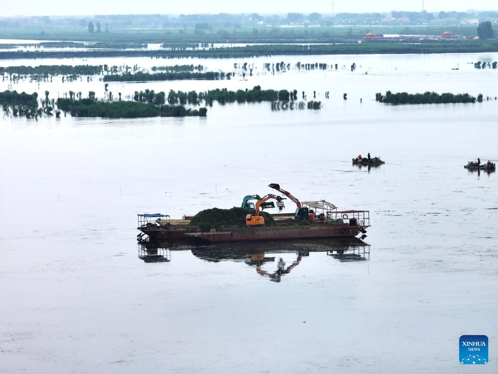 An aerial drone photo taken on May 20, 2026 shows dredging vessels at Baiyangdian Lake in Xiong'an New Area, north China's Hebei Province. The ecological environment of Baiyangdian Lake has been steadily improving as local authorities have kept strengthening the lake's ecological restoration and protection in recent years. (Photo: Xinhua)