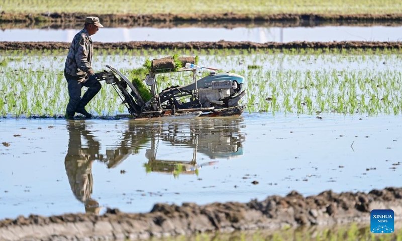 A farmer operates an agricultural machinery in a field to transplant rice seedlings in Midong District, Urumqi, northwest China's Xinjiang Uygur Autonomous Region, May 18, 2026. (Photo: Xinhua)
