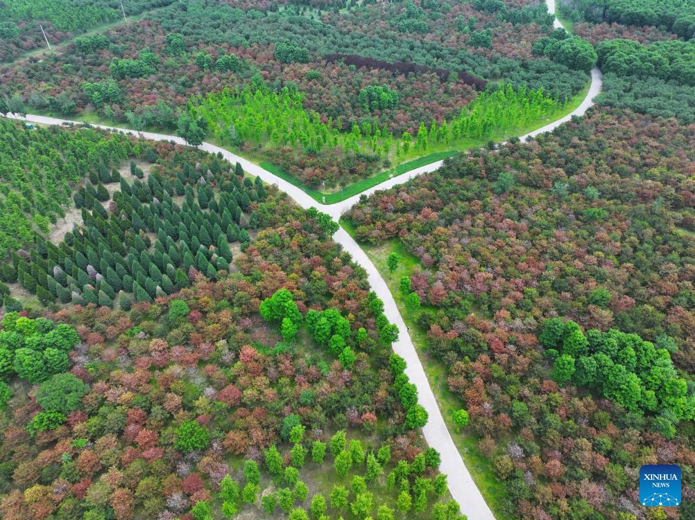 An aerial drone photo taken on May 19, 2026 shows a forest in Xiong'an New Area, north China's Hebei Province. Since Xiong'an New Area started an afforestation project in 2017, an area of 483,000 mu (32,200 hectares) has been newly planted, with the total green area reaching 743,000 mu (about 49,533.33 hectares) and forest coverage increasing from 11 to 35.1 percent. (Photo: Xinhua)