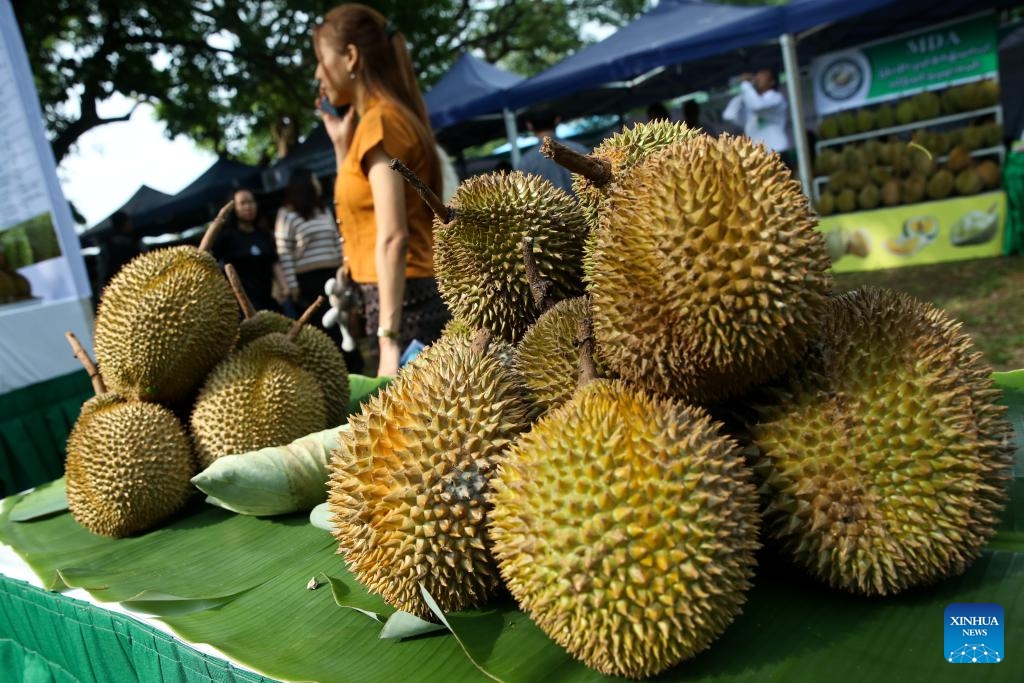 Durians are displayed at a durian fair in Yangon, Myanmar, May 19, 2026. The fair opened here on Tuesday. (Photo: Xinhua)