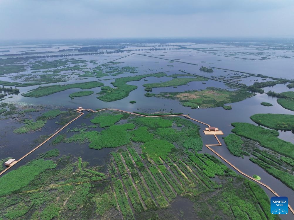 An aerial drone photo taken on May 20, 2026 shows an early summer view of the Baiyangdian Lake scenic spot in Xiong'an New Area, north China's Hebei Province. The ecological environment of Baiyangdian Lake has been steadily improving as local authorities have kept strengthening the lake's ecological restoration and protection in recent years. (Photo: Xinhua)