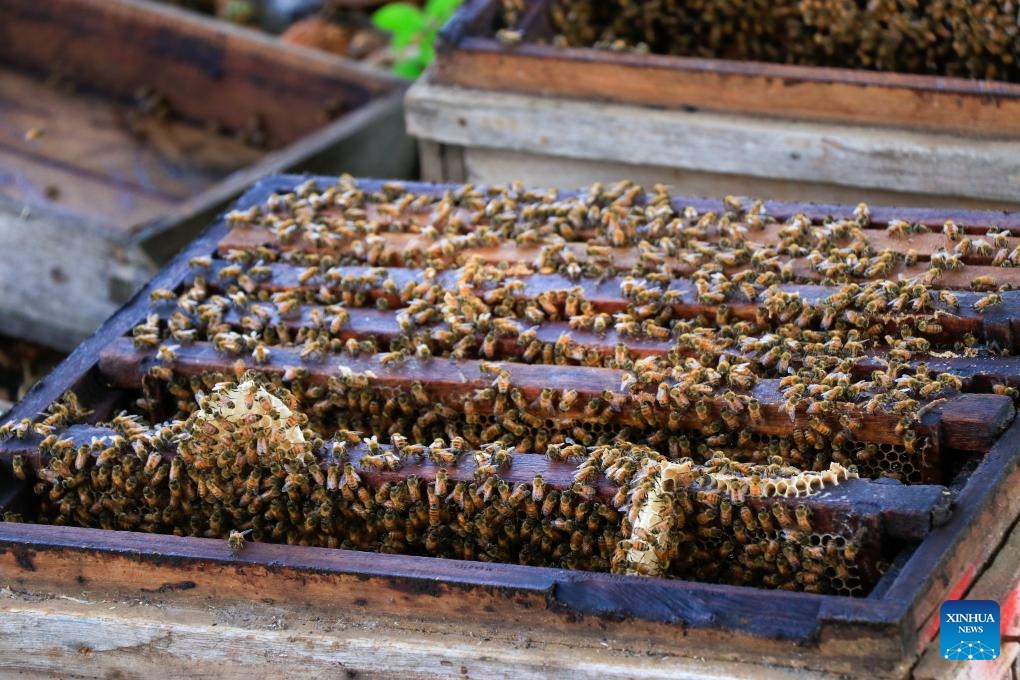 Beehives are seen at a farm in Sintgaing township, Mandalay region, Myanmar, May 19, 2026. (Photo: Xinhua)