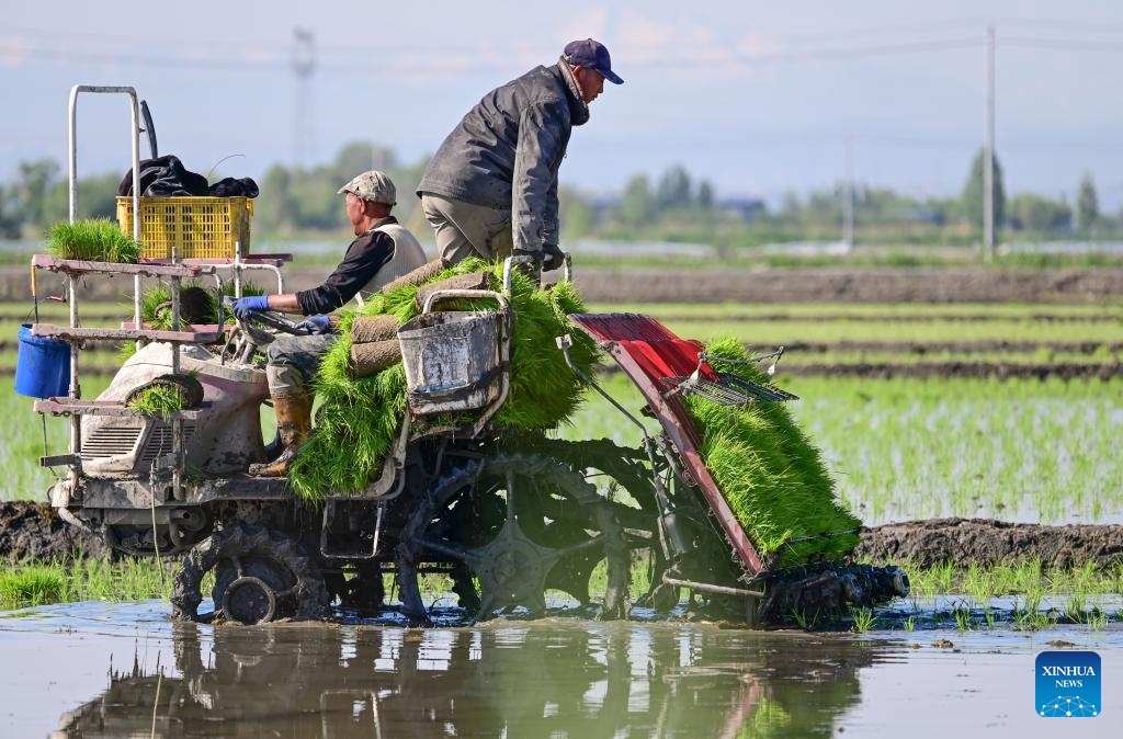 Farmers drive an agricultural machinery in a paddy field to transplant rice seedlings in Midong District, Urumqi, northwest China's Xinjiang Uygur Autonomous Region, May 18, 2026. (Photo: Xinhua)