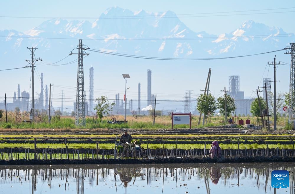 A farmer operates an agricultural machinery in a field to transplant rice seedlings with the Tianshan Mountains in the background in Midong District, Urumqi, northwest China's Xinjiang Uygur Autonomous Region, May 18, 2026. (Photo: Xinhua)
