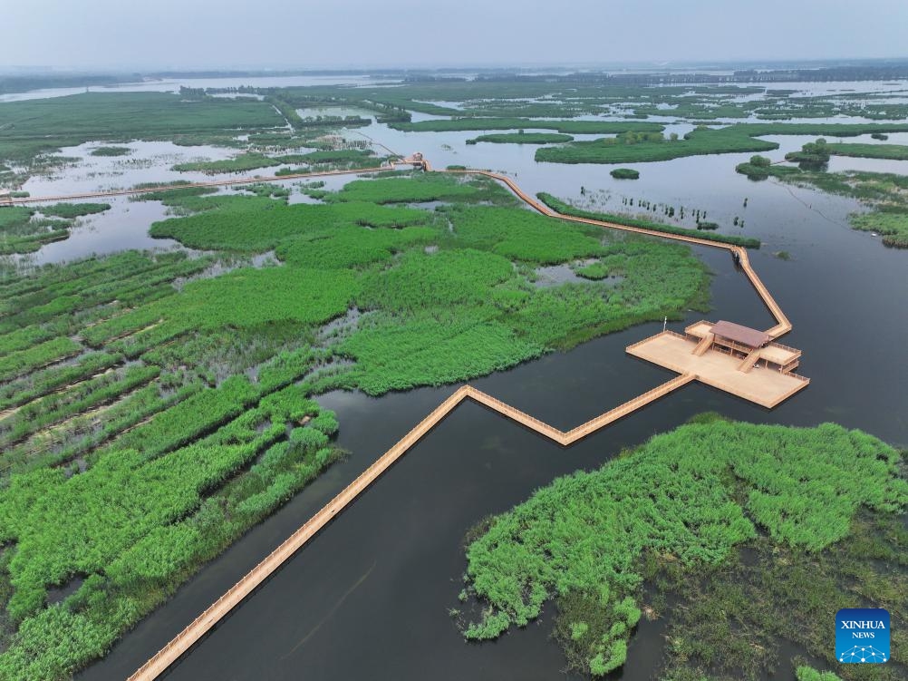 An aerial drone photo taken on May 20, 2026 shows an early summer view of the Baiyangdian Lake scenic spot in Xiong'an New Area, north China's Hebei Province. The ecological environment of Baiyangdian Lake has been steadily improving as local authorities have kept strengthening the lake's ecological restoration and protection in recent years. (Photo: Xinhua)