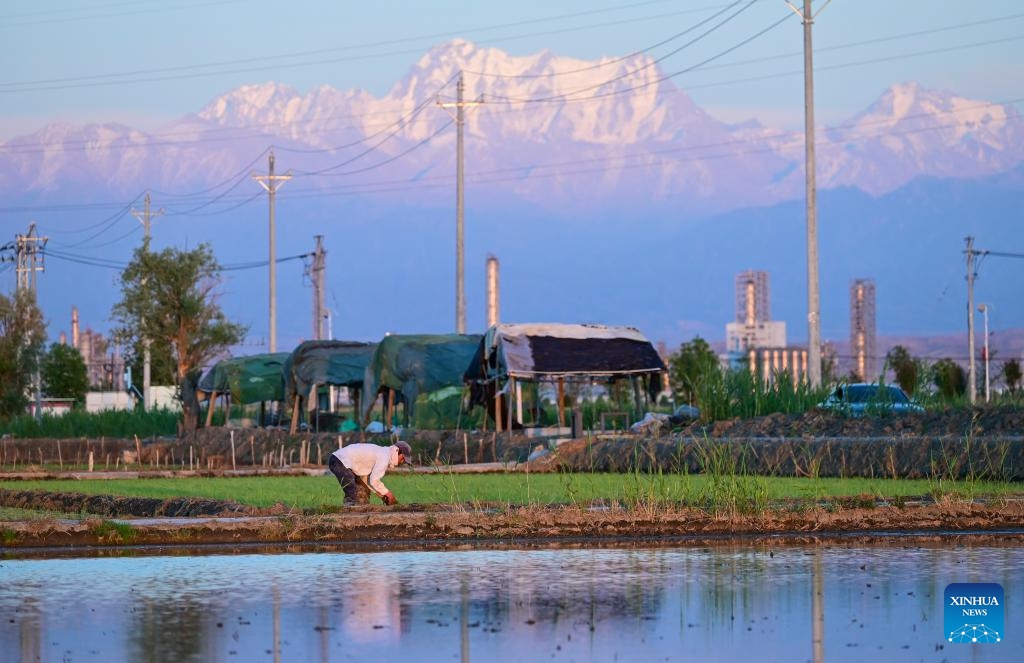 A farmer transplants rice seedlings in a paddy field with the Tianshan Mountains in the background in Midong District, Urumqi, northwest China's Xinjiang Uygur Autonomous Region, May 18, 2026. (Photo: Xinhua)