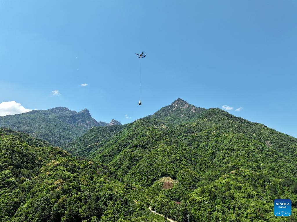 An aerial drone photo shows a drone transporting freshly picked tea leaves downhill in Qimen County of Huangshan City, east China's Anhui Province, May 16, 2026. In recent years, Qimen County in Huangshan City, renowned for its black tea, has carried out digital upgrades of its tea industry. (Photo: Xinhua)
