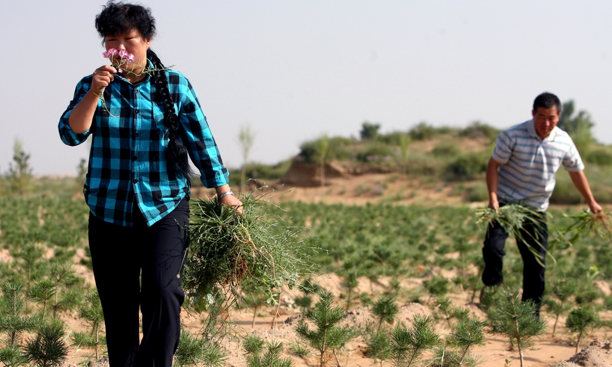 Yin Yuzhen, a national model for desert reclamation in China, stands in the desert holding up pulled weeds. Photo: VCG