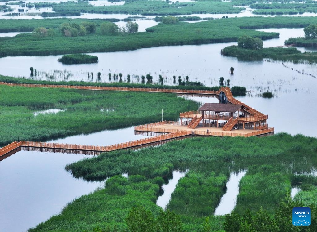 An aerial drone photo taken on May 20, 2026 shows an early summer view of the Baiyangdian Lake scenic spot in Xiong'an New Area, north China's Hebei Province. The ecological environment of Baiyangdian Lake has been steadily improving as local authorities have kept strengthening the lake's ecological restoration and protection in recent years. (Photo: Xinhua)