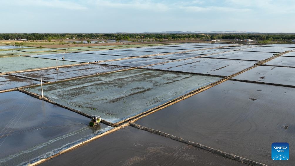An aerial drone photo taken on May 19, 2026 shows farmers transplanting rice seedlings with a machine at a field in Ongniud Banner, Chifeng City of north China's Inner Mongolia Autonomous Region. Ongniud Banner has ushered in transplanting season for rice seedlings. (Photo: Xinhua)