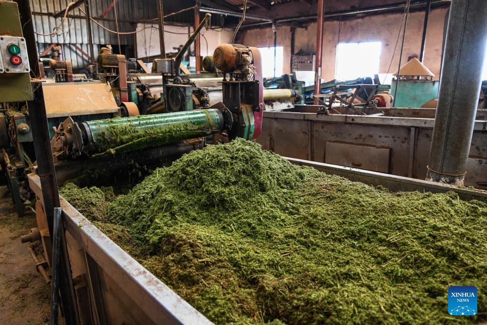 This photo taken on May 17, 2026 shows crushed and fermented tea leaves at a tea factory in Djuttitsa, West Region of Cameroon. Located near the city of Dschang, the Djuttitsa tea plantation, at an altitude of nearly 1,800 meters, covers 1,660 hectares. International Tea Day is observed on May 21 annually. (Photo: Xinhua)