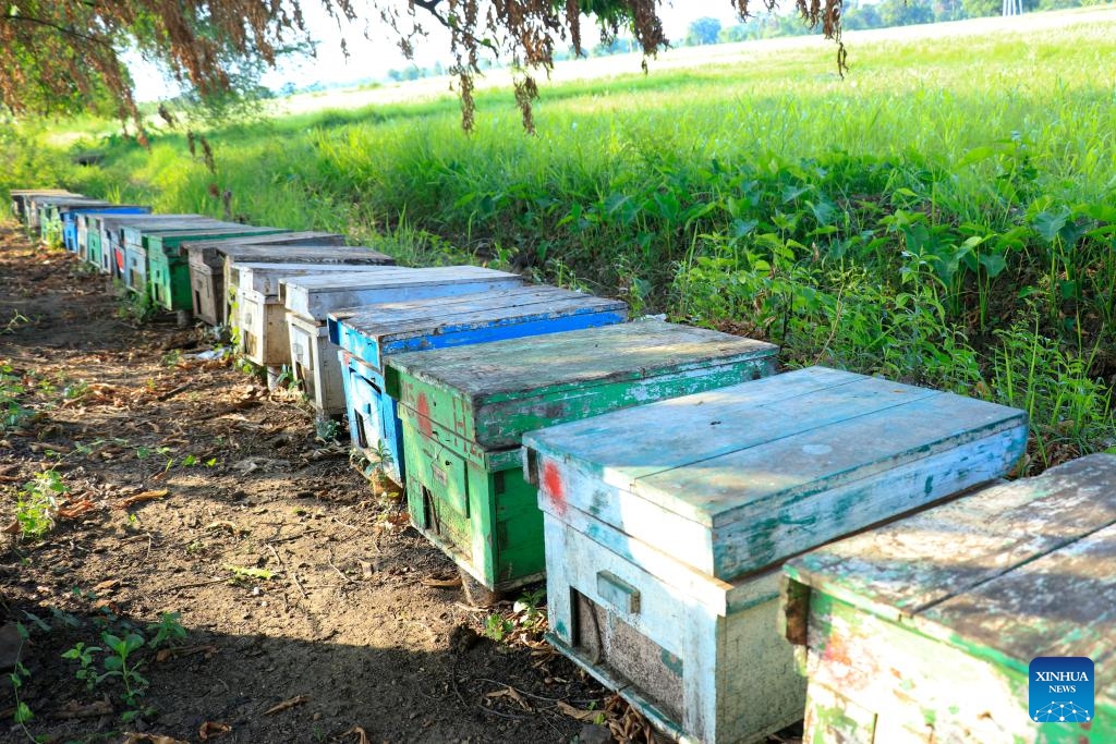 Beehives are arranged at a bee farm in Sintgaing township, Mandalay region, Myanmar, May 19, 2026. (Photo: Xinhua)
