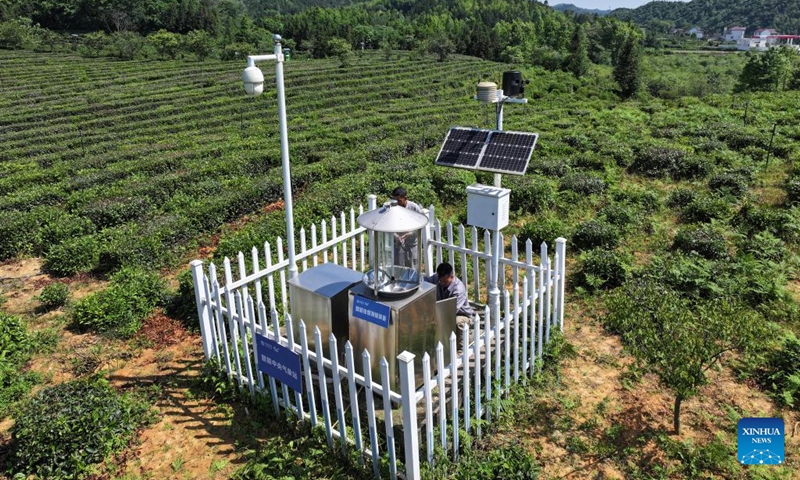 A drone photo shows staff members checking intelligent pest monitoring equipment at an ecological demonstration tea garden in Qimen County of Huangshan City, east China's Anhui Province, May 16, 2026. In recent years, Qimen County in Huangshan City, renowned for its black tea, has carried out digital upgrades of its tea industry. (Photo: Xinhua)