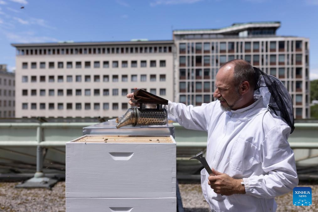 A beekeeper smokes the hive on top of the OTP Bank building in Ljubljana, Slovenia, May 20, 2026. World Bee Day, which is observed on May 20 annually, was declared by the UN General Assembly in 2017. As one of the initiative countries behind the event, Slovenia regards beekeeping as an important agricultural activity with a long-standing tradition. (Photo: Xinhua)