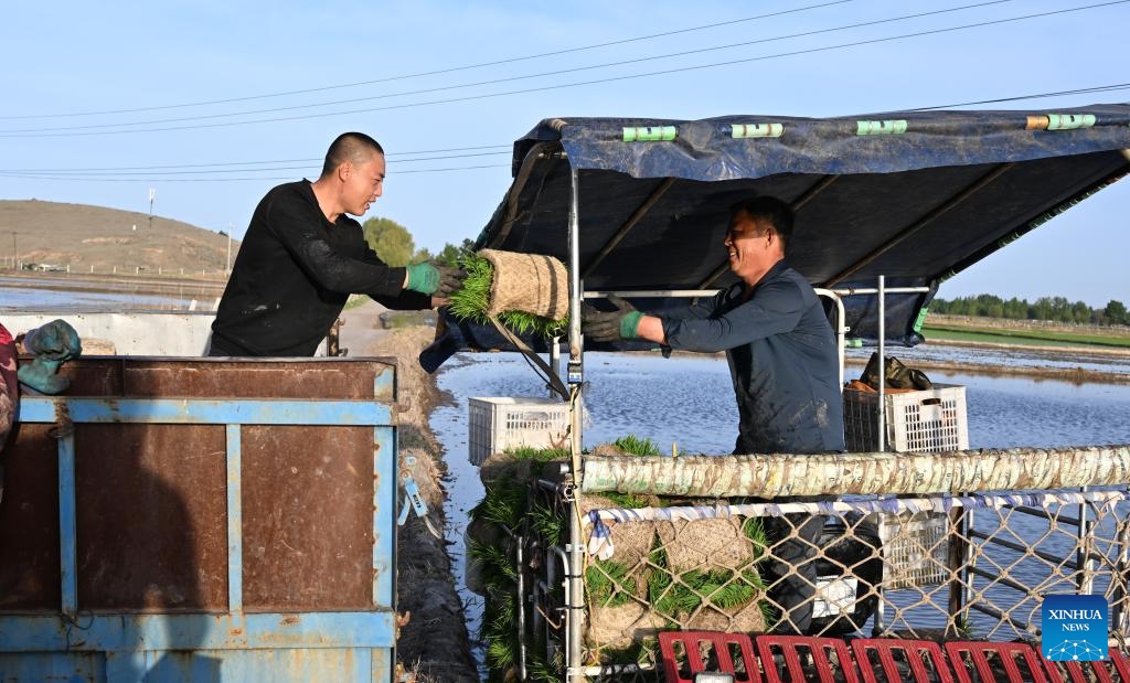 Farmers transport rice seedlings at a field in Ongniud Banner, Chifeng City of north China's Inner Mongolia Autonomous Region, May 19, 2026. Ongniud Banner has ushered in transplanting season for rice seedlings. (Photo: Xinhua)