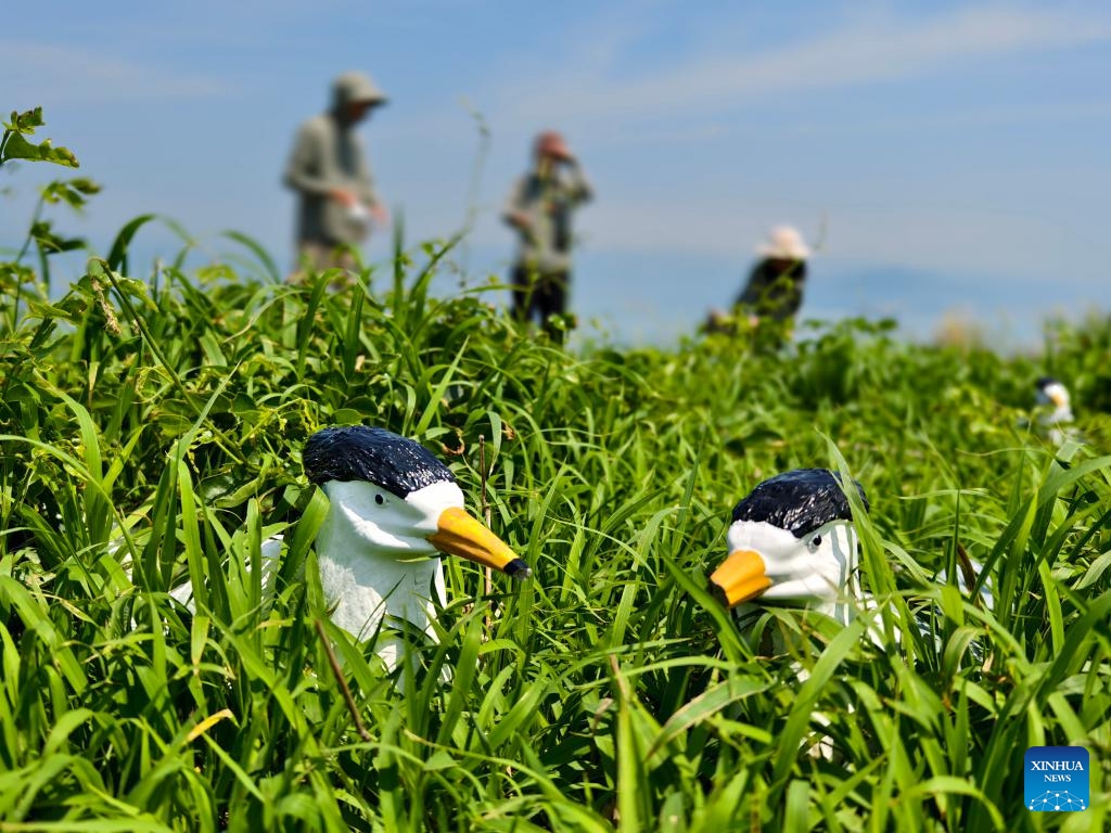 Volunteers place models of the Chinese crested tern at an artificial attraction spot on Simuyu Island in Lianjiang County of Fuzhou, southeast China's Fujian Province, May 12, 2026. (Photo: Xinhua)