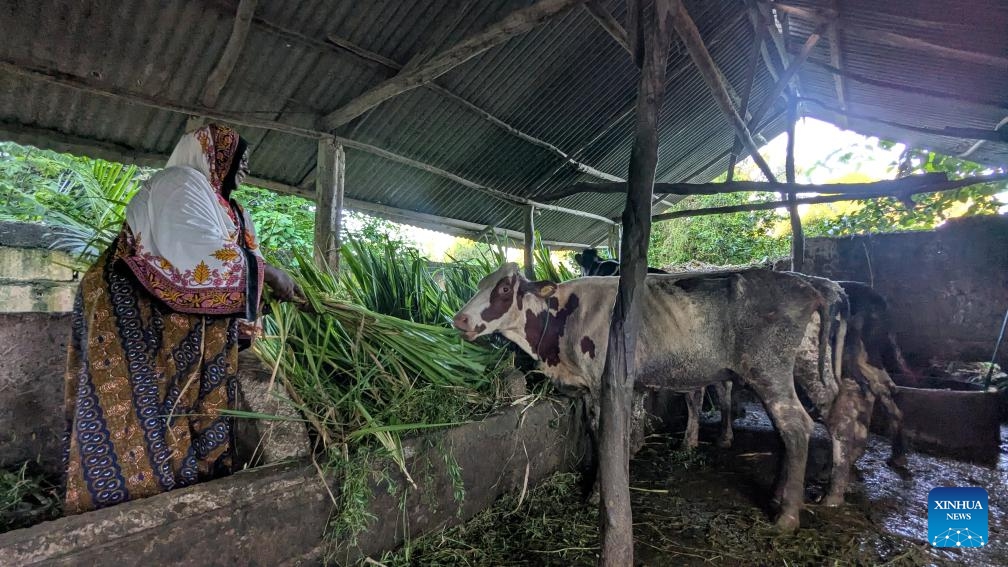 Tahiya Bauso Massawe, a Tanzanian dairy farmer, feeds cows with freshly cut Juncao grass at a dairy farm in Zanzibar, Tanzania, May 12, 2026. (Photo: Xinhua)