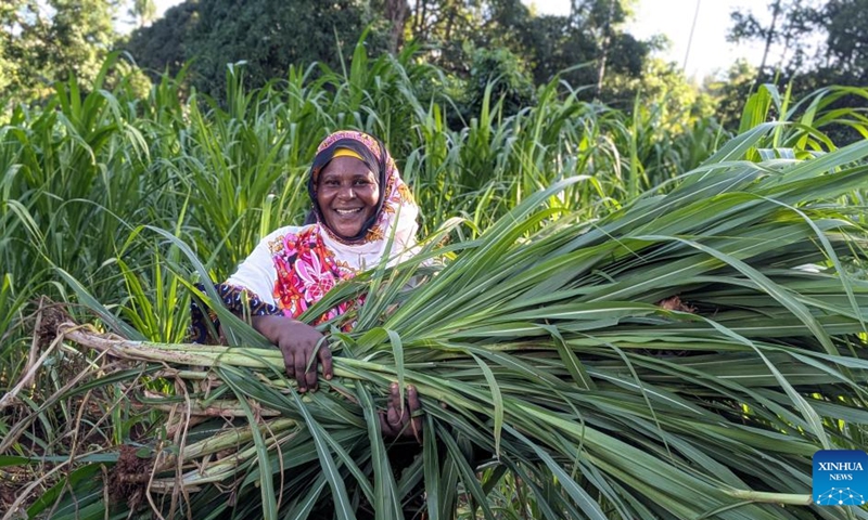 Tahiya Bauso Massawe, a Tanzanian dairy farmer, carries freshly harvested Juncao grass in Zanzibar, Tanzania, May 12, 2026. (Photo: Xinhua)
