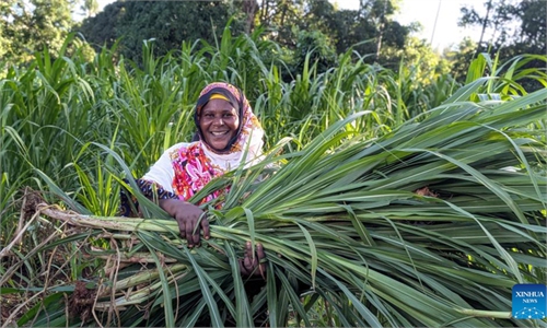 globaltimes.cn - Xinhua - Chinese Juncao technology transforms dairy farming in Tanzania's Zanzibar