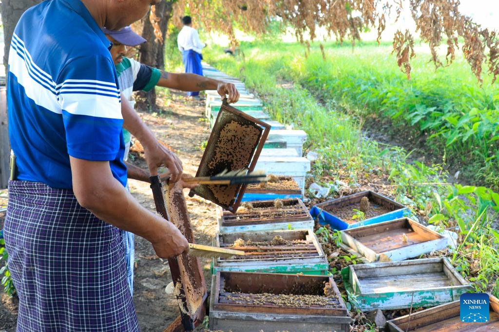 Beekeepers work at a bee farm in Sintgaing township, Mandalay region, Myanmar, May 19, 2026. (Photo: Xinhua)