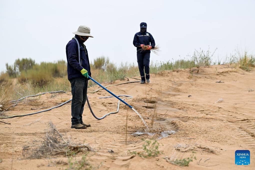 A worker waters saxaul seedlings in Ulan Buh Desert in Dengkou County of Bayannur, north China's Inner Mongolia Autonomous Region, May 19, 2026. Workers here are busy with the planting and irrigation of saxaul plants as part of the sand control efforts. (Photo: Xinhua)