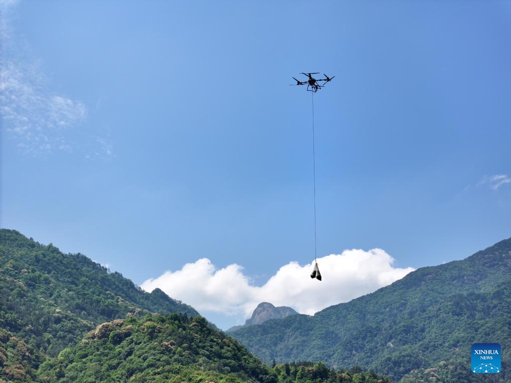 An aerial drone photo shows a drone transporting freshly picked tea leaves downhill in Qimen County of Huangshan City, east China's Anhui Province, May 16, 2026. In recent years, Qimen County in Huangshan City, renowned for its black tea, has carried out digital upgrades of its tea industry. (Photo: Xinhua)