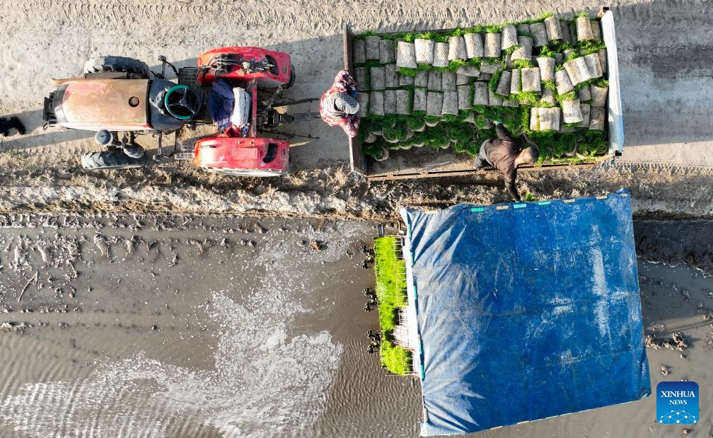 An aerial drone photo taken on May 19, 2026 shows farmers transporting rice seedlings at a field in Ongniud Banner, Chifeng City of north China's Inner Mongolia Autonomous Region. Ongniud Banner has ushered in transplanting season for rice seedlings. (Photo: Xinhua)