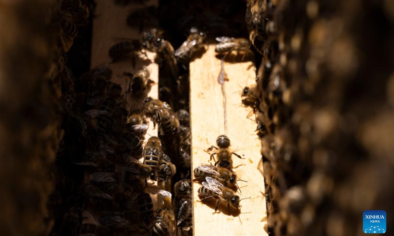 Bees are seen in a hive on top of the OTP Bank building in Ljubljana, Slovenia, May 20, 2026. World Bee Day, which is observed on May 20 annually, was declared by the UN General Assembly in 2017. As one of the initiative countries behind the event, Slovenia regards beekeeping as an important agricultural activity with a long-standing tradition. (Photo: Xinhua)