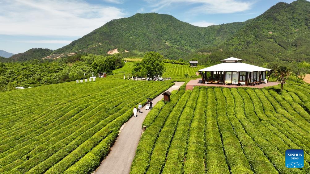 A drone photo taken on May 16, 2026 shows tourists visiting the tea gardens in Luxi Village of Jingde County, Xuancheng City, east China's Anhui Province. In recent years, Luxi Village has been continuously optimizing the management of the tea gardens and exploring the integration of tea cultivation with tourism. Around the tea gardens, supporting facilities such as walking trails and tea rooms have been constructed while other cultural and tourism products are still being enriched. (Photo: Xinhua)