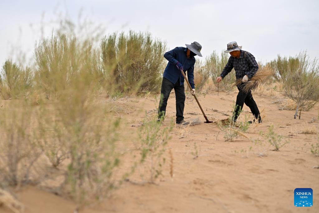 Workers plant saxaul seedlings in Ulan Buh Desert in Dengkou County of Bayannur, north China's Inner Mongolia Autonomous Region, May 19, 2026. Workers here are busy with the planting and irrigation of saxaul plants as part of the sand control efforts. (Photo: Xinhua)