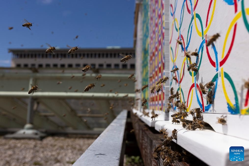 Bees are seen outside the hive on top of the OTP Bank building in Ljubljana, Slovenia, May 20, 2026. World Bee Day, which is observed on May 20 annually, was declared by the UN General Assembly in 2017. As one of the initiative countries behind the event, Slovenia regards beekeeping as an important agricultural activity with a long-standing tradition. (Photo: Xinhua)