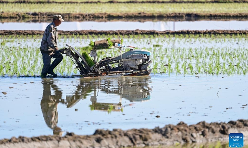 A farmer operates an agricultural machinery in a field to transplant rice seedlings in Midong District, Urumqi, northwest China's Xinjiang Uygur Autonomous Region, May 18, 2026. (Photo: Xinhua)
