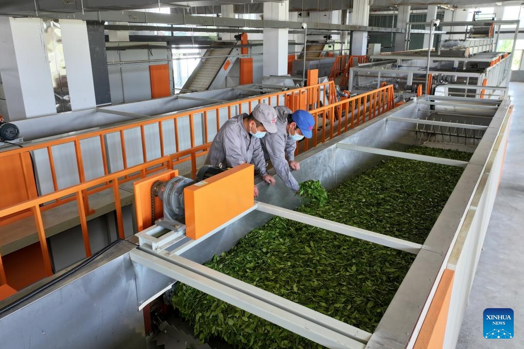 A drone photo shows workers checking the production process on an intelligent integrated production line in Qimen County of Huangshan City, east China's Anhui Province, May 16, 2026. In recent years, Qimen County in Huangshan City, renowned for its black tea, has carried out digital upgrades of its tea industry. As part of the efforts, smart sensors have been installed in tea gardens to monitor weather changes and soil moisture in real time, while sprinkler irrigation systems provide water as needed and support more precise maintenance. (Photo: Xinhua)
