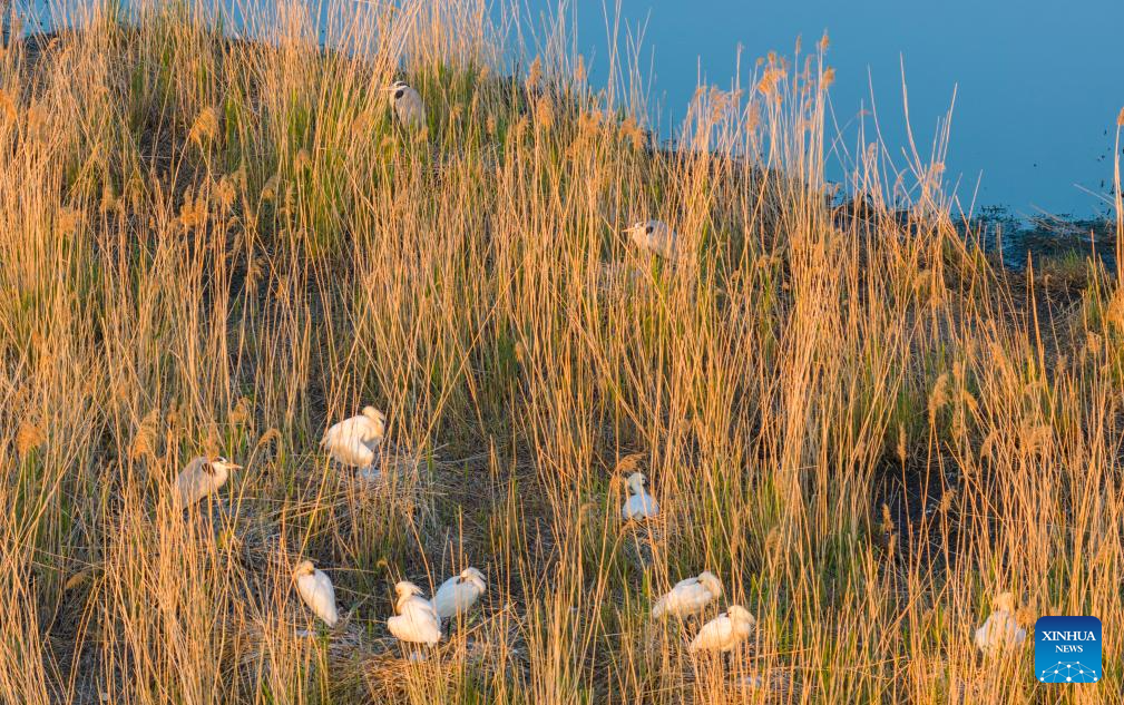 A drone photo taken on May 20, 2026 shows Eurasian spoonbills and grey herons tending to their chicks at a wetland park in Shuangyashan, northeast China's Heilongjiang Province. (Photo by Han Yang/Xinhua)